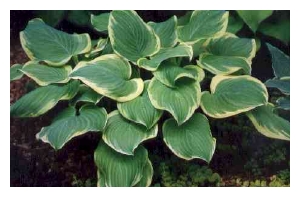 HOSTA x 'Fragrant Bouquet'